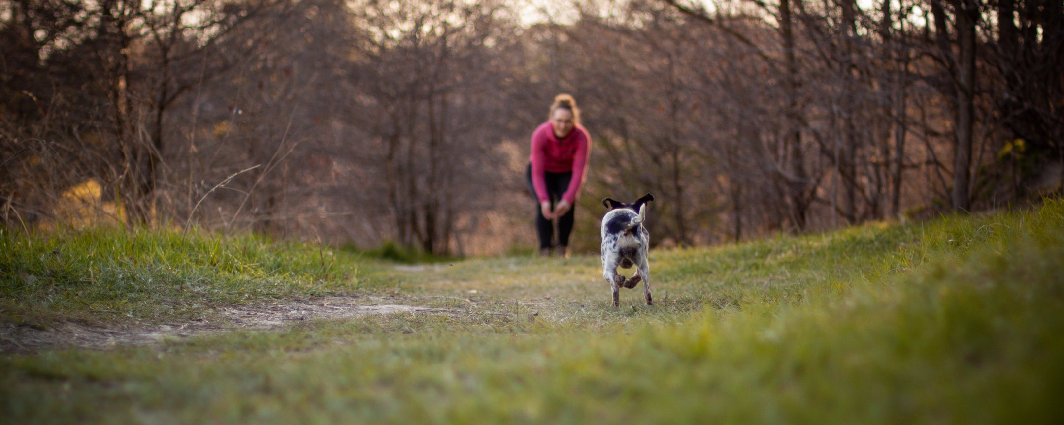 Dog Training